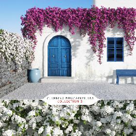 3D Climbing Bougainvillea Collection 2 (+GrowFX)